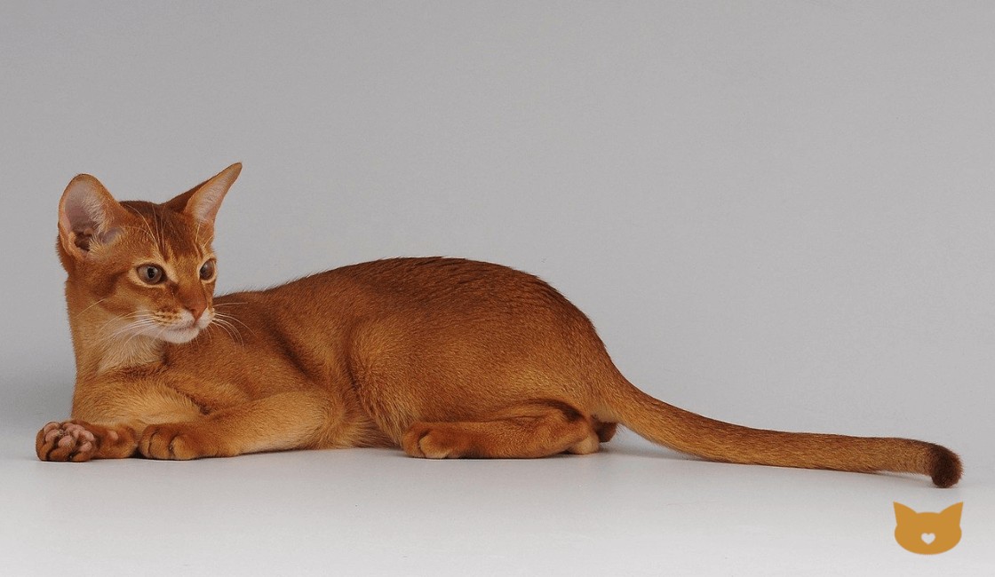 Abisinio, una de las razas de gatos pequeños que tiene un color único