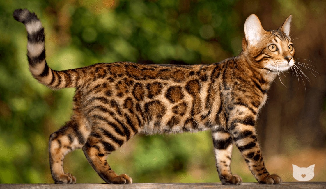 ¿Cómo se denomina la raza de gato que parece un leopardo?