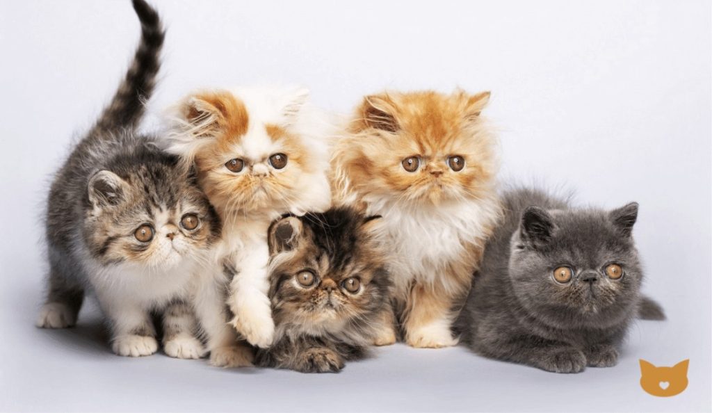 Conoce las razas de gatos pequeños y sus cualidades