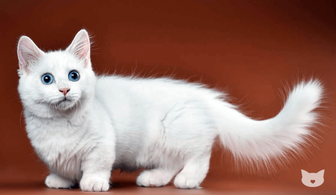 Munchkin, un gatito de raza  pequeña con patas cortas